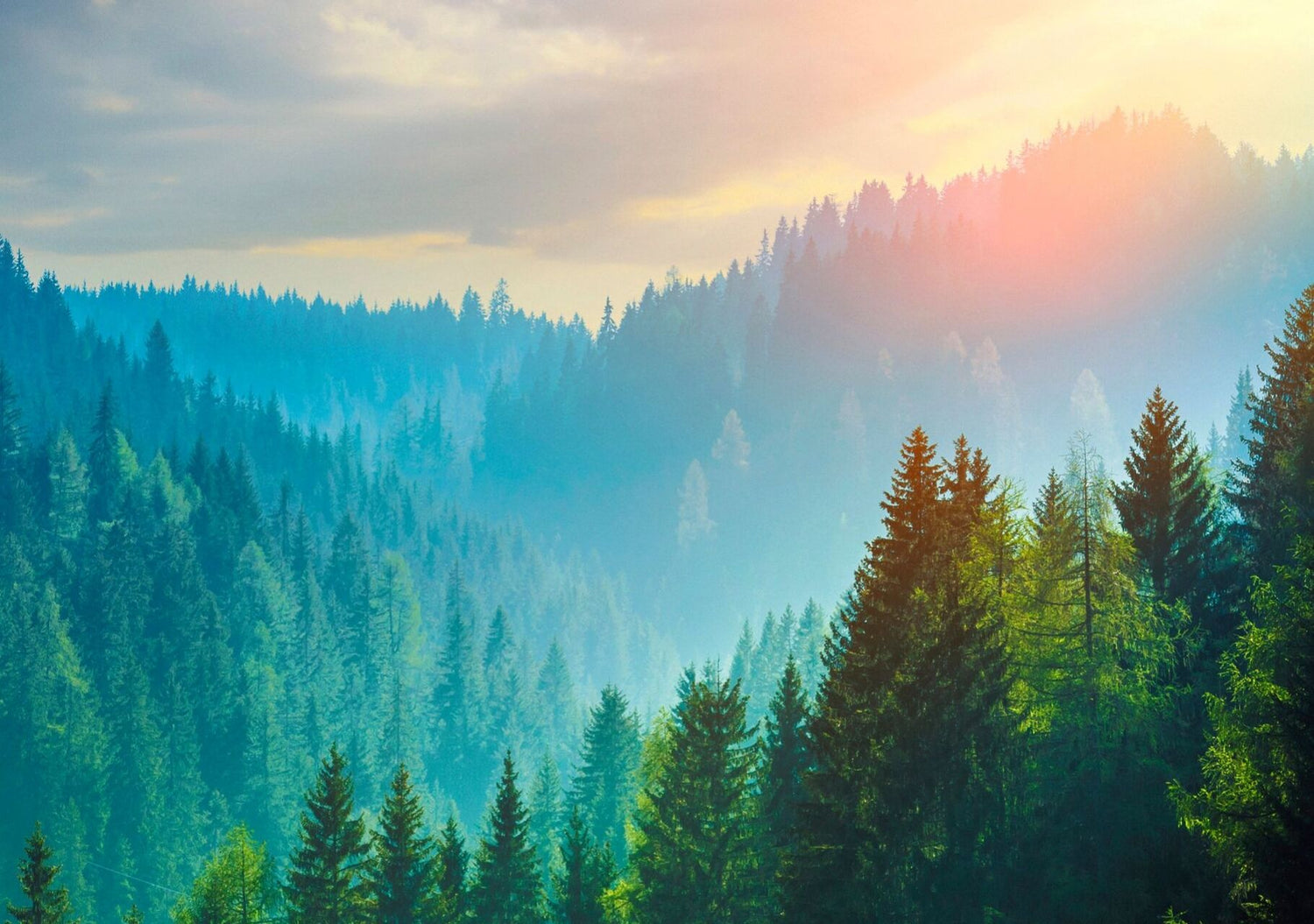 Nature View